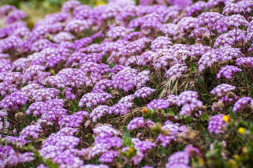 Pink Sand Verbena (Abronia umbellata) wildflowers blooming on the coast of the Pacific Ocean, Santa Cruz, California Pink Sand Verbena (Abronia umbellata) wildflowers blooming on the coast of the Pacific Ocean, Santa Cruz, California