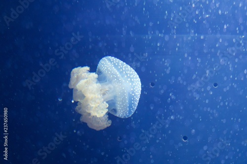blue jellyfish in water. Unprocessed photo