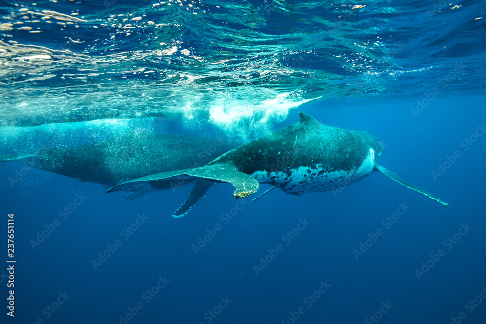 Obraz premium Humpback Whale, Tonga