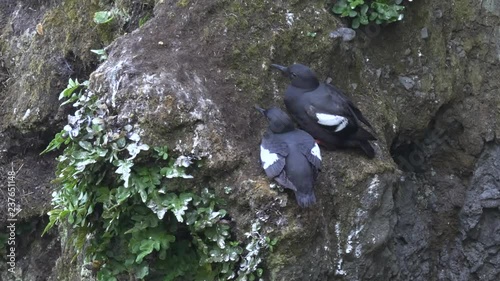 pair of pigeon guillemot birds nesting on a cliff face at cape flattery in the olympic national park of the us pacific northwest photo