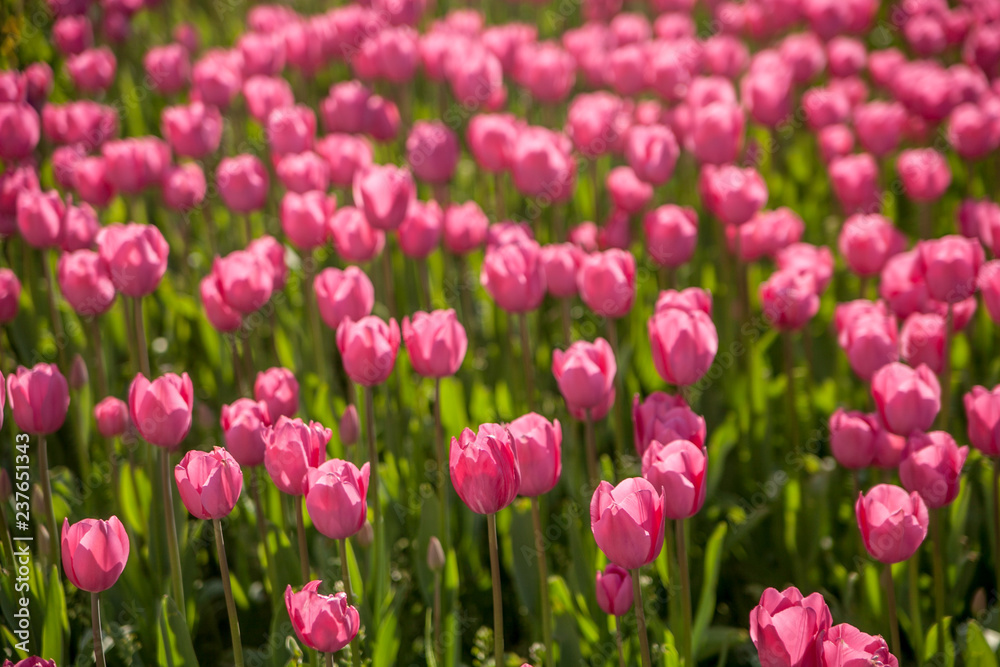 Pink Tulips from London, UK Pink Tulips from London, UK
