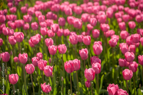 Pink Tulips from London  UK