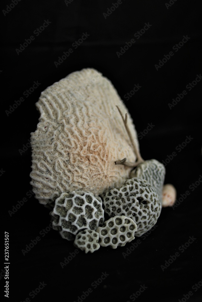petrified coral petrified coral
