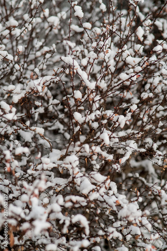 background of snow bushes