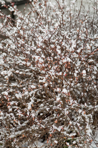 snow covered thorn bushes