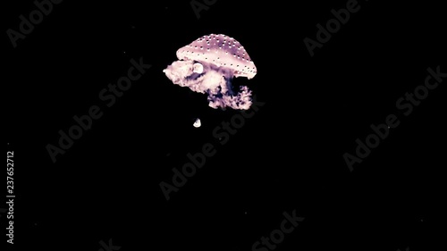 Glowing Pink Jellyfish Sea Medusa Swimming Video Footage Clip.