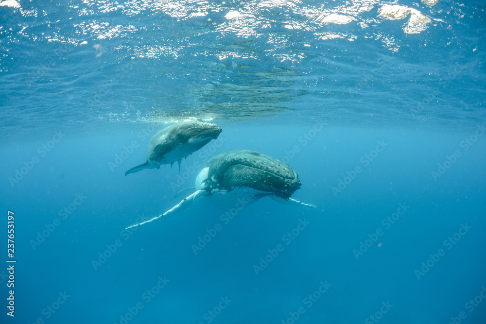 Naklejka premium Humpback Whale, Tonga