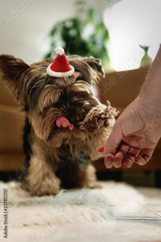 our little yorkie with a christmas hat (ID: 237653117)