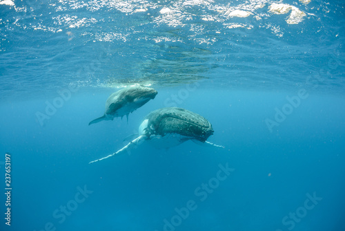 Humpback Whale, Tonga © Chris