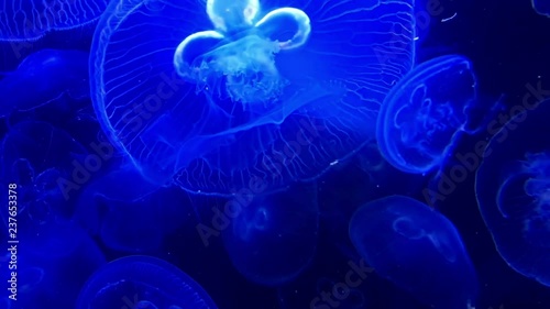 Glowing Jellyfish Sea Medusa in Dark Blue Swarm Video Footage Clip.