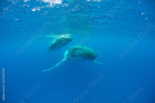 Humpback Whale  Tonga