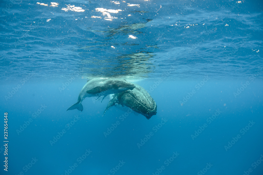 Fototapeta premium Humpback Whale, Tonga