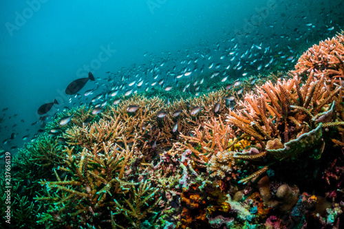 Underwater scuba diving scene  beautiful and healthy soft and hard corals surrounded by lots of tiny tropical fish. Bright colors  vibrant and lively  blue ocean background