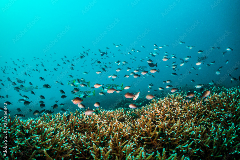 Fototapeta premium Underwater scuba diving scene, beautiful and healthy soft and hard corals surrounded by lots of tiny tropical fish. Bright colors, vibrant and lively, blue ocean background