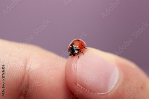 ladybird on finger