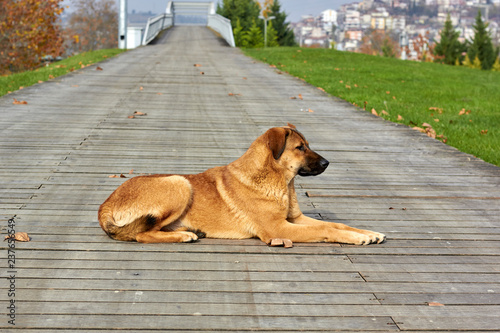 dog sitting on bench in park