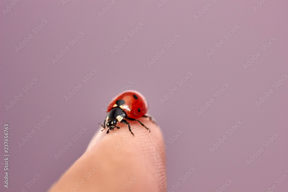 ladybug on green background ladybug on green background