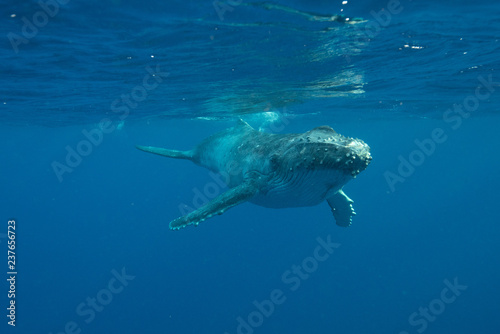 Humpback Whale, Tonga