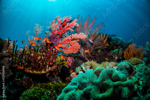 Underwater scuba diving scene, beautiful and healthy soft and hard corals surrounded by lots of tiny tropical fish. Bright colors, vibrant and lively, blue ocean background