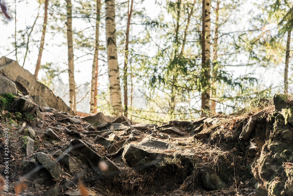 coniferous forest of trees with a full frame trail coniferous forest of trees with a full frame trail