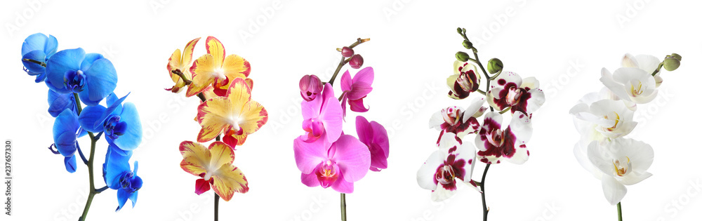 Set with different color orchid flowers on white background