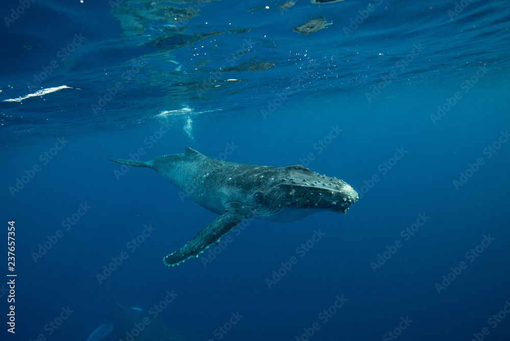 Obraz premium Humpback Whale