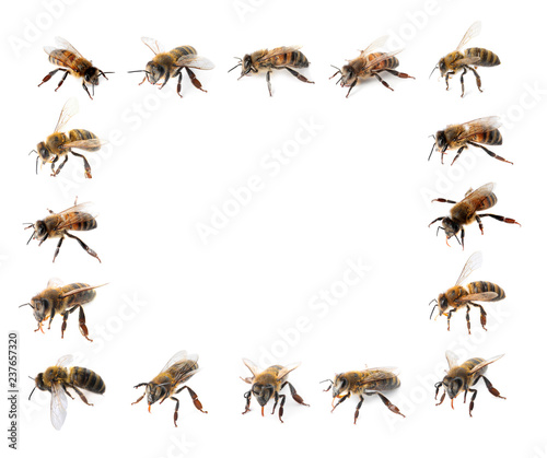 Frame of honey bees with space for text on white background © New Africa