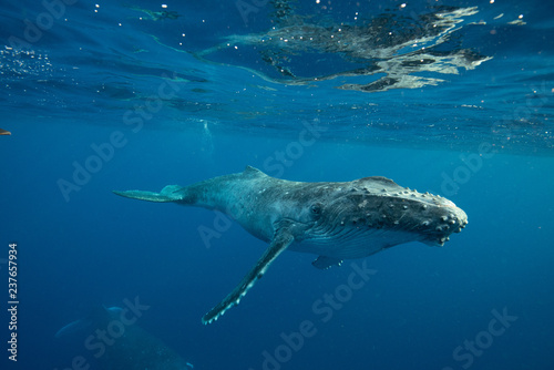 Humpback Whale