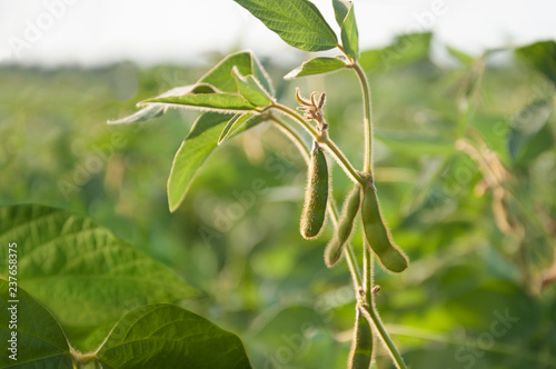 Young soybean pods in a soybean field on a sunny day. photo