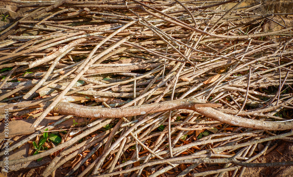 tree branch dry / pile of branch many on ground for firewood background - dry wood on sunlight tree branch dry / pile of branch many on ground for firewood background - dry wood on sunlight