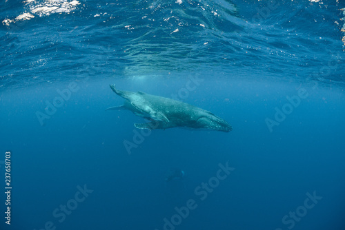 Humpback Whale © Chris