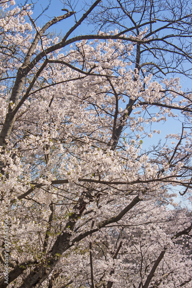 Branches with Cherry Blossoms