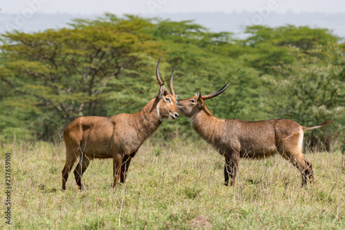 Two Water Bucks in Kenya