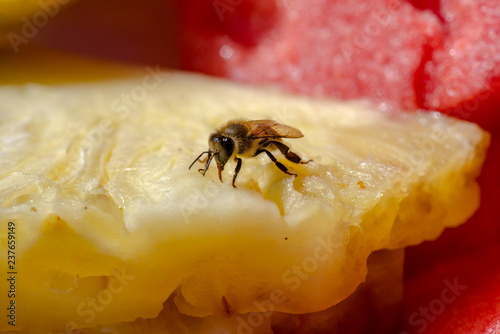 bee drinking from a pineapple