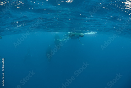 Humpback Whale © Chris