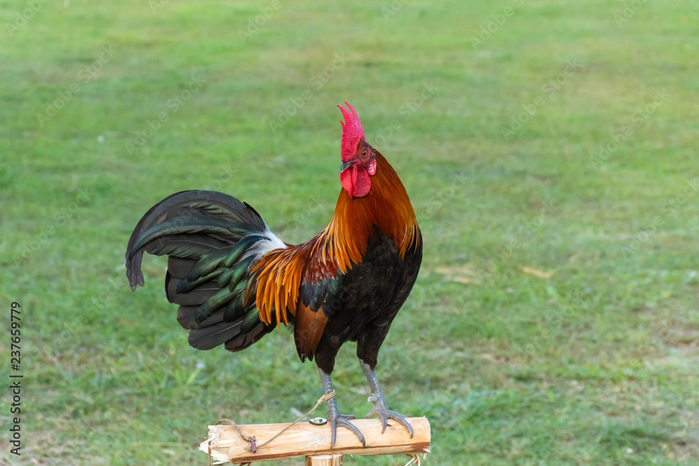 Fototapeta premium Rooster