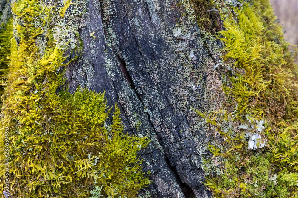 Close up of green moss on an old wood. Nature texture background.