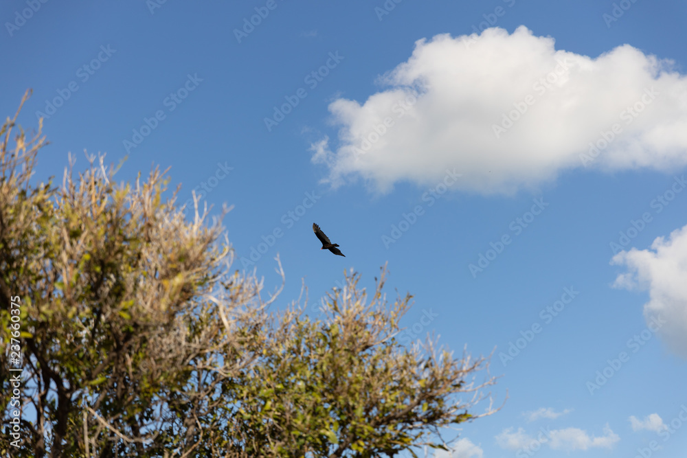 blue sky