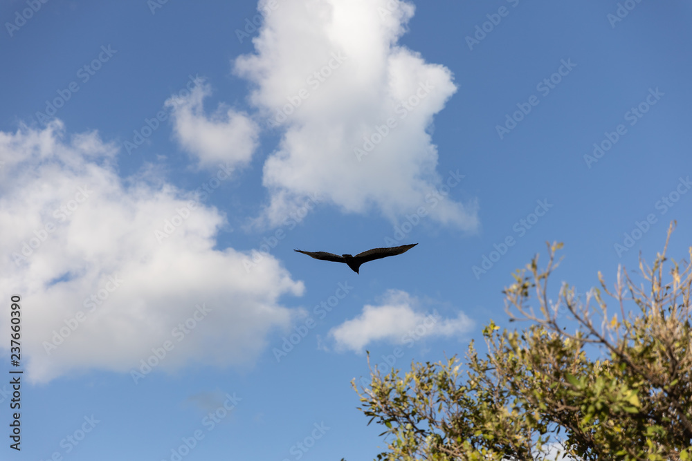 birds