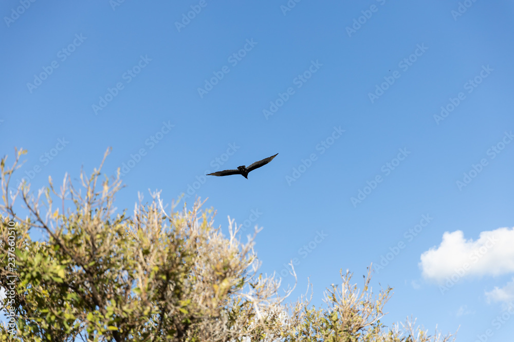 bird in flight
