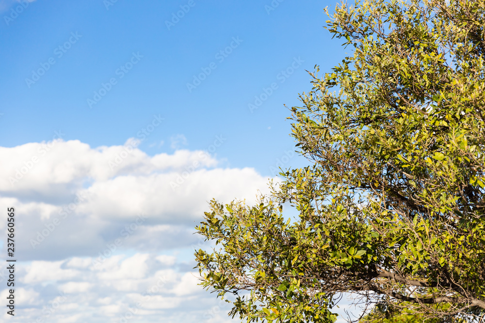tree and blue sky
