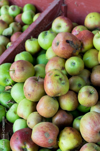 Apples at Detering Farm in Eugene Oregon photo