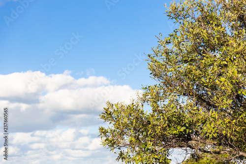 Obraz na płótnie tree and blue sky w salonie