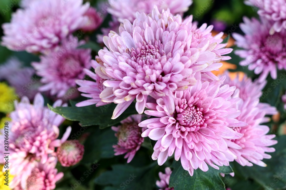 Chrysanthemum flower in tropical Chrysanthemum flower in tropical