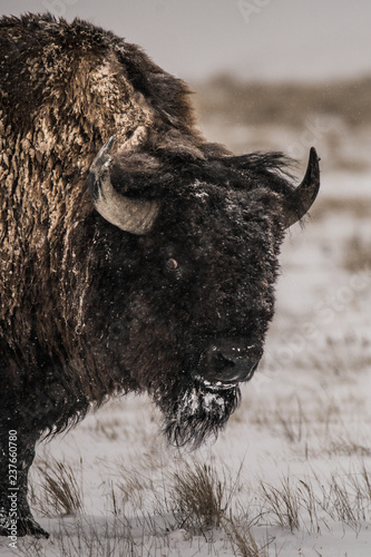 Bison Running in the Snow in Grasslands National Park 