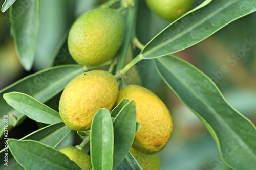 Orange tree in garden