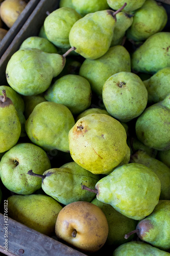 Pears at Detering Farm in Eugene Oregon photo