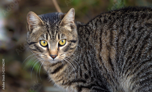 Wallpaper Mural portrait of a cat Torontodigital.ca
