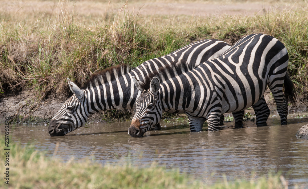 Fototapeta premium zebra drinking water