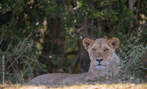 Fototapeta Naklejka Na Ścianę i Meble -  female lion sitting on ground